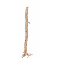 CHOLLA STRAIGHT 2"-4" x 3'- OUT OF STOCK - TEXAS ONLY